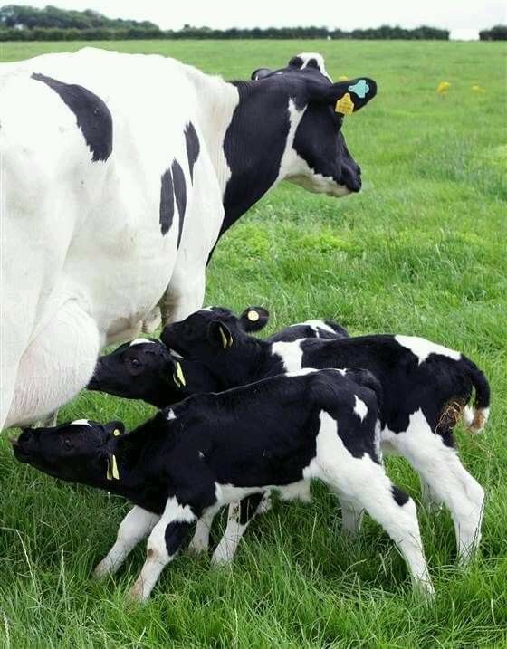 Building Generational Dairy Assets
