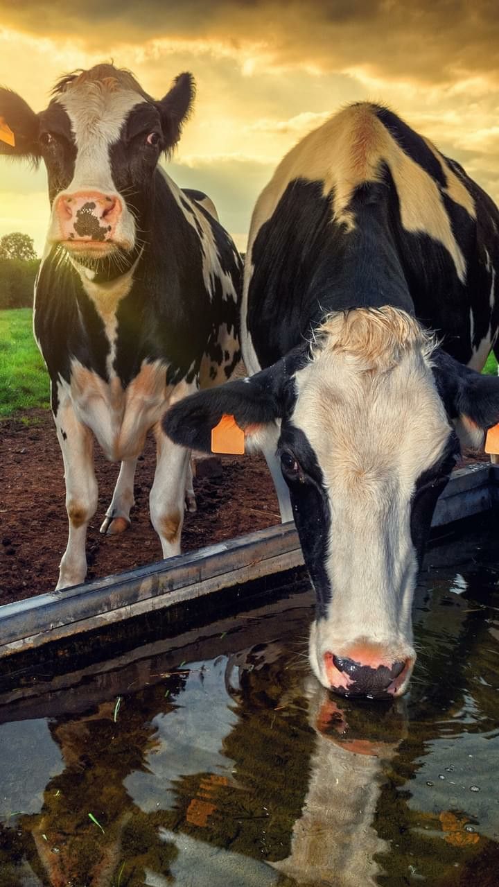 Silage and Pasture Management